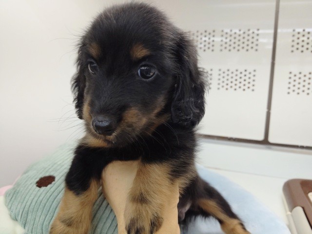 ミニチュアダックス