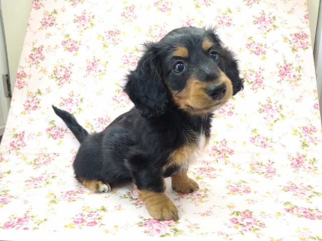 ミニチュアダックス