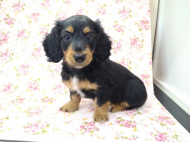 ミニチュアダックス