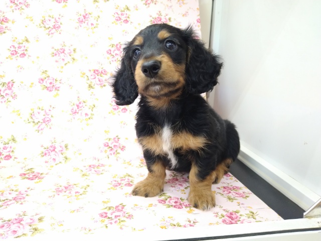 ミニチュアダックス