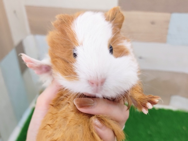 イングリッシュモルモット