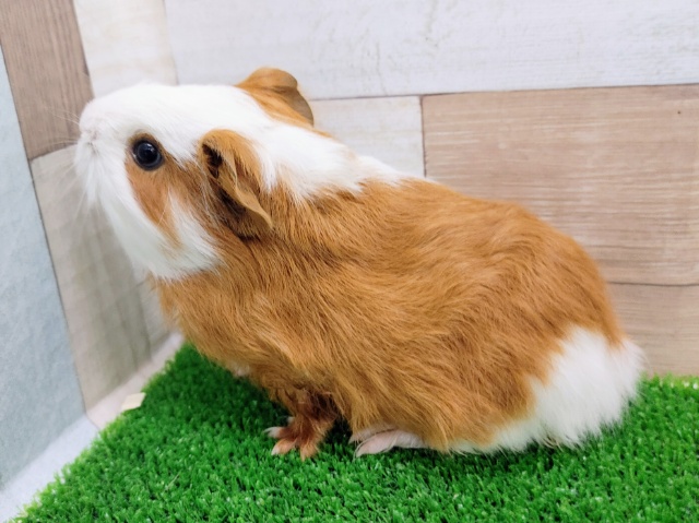イングリッシュモルモット