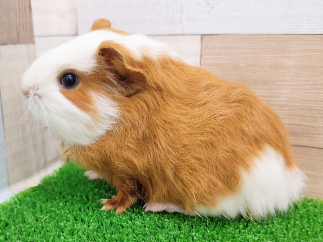 イングリッシュモルモット