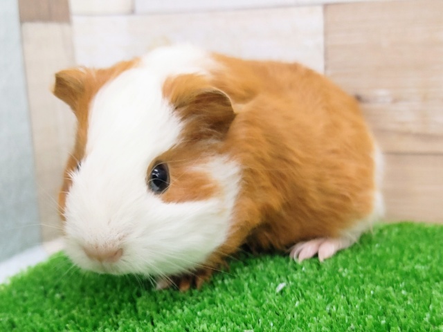 イングリッシュモルモット