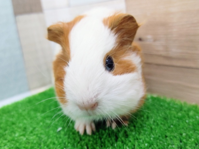 イングリッシュモルモット