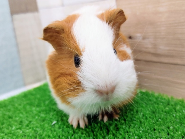 イングリッシュモルモット