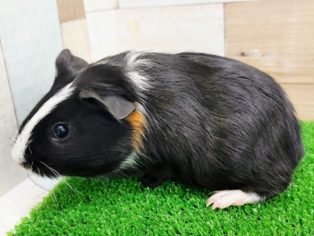 イングリッシュモルモット