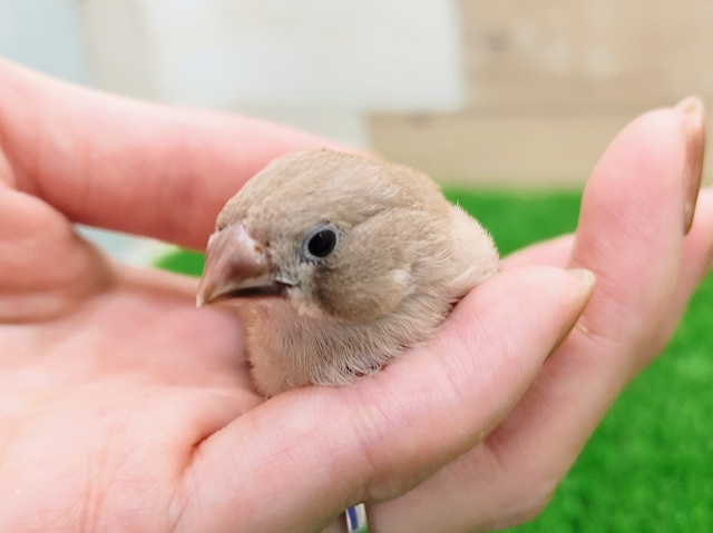 錦花鳥（キンカチョウ）