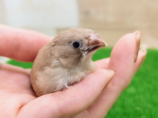 錦花鳥（キンカチョウ）