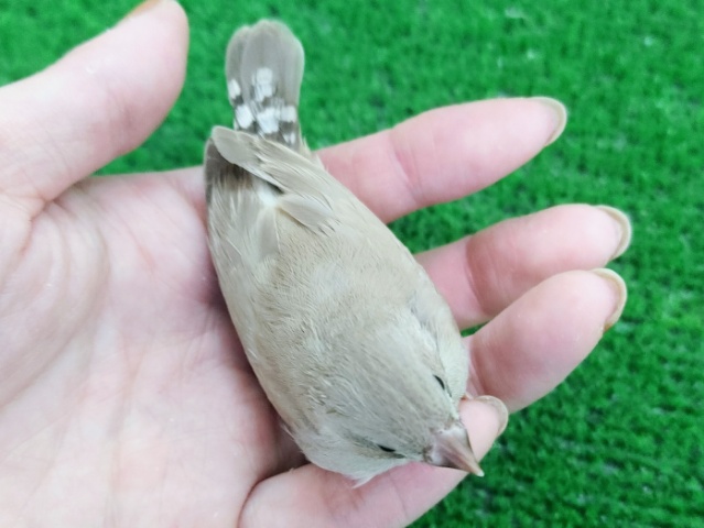 錦花鳥（キンカチョウ）