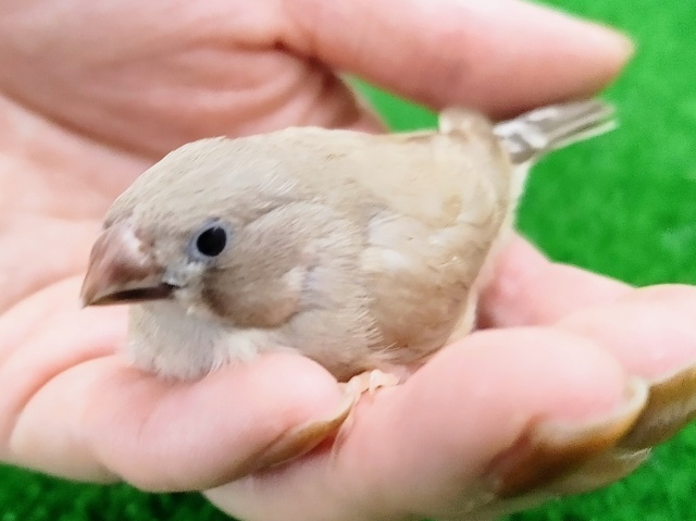 錦花鳥（キンカチョウ）