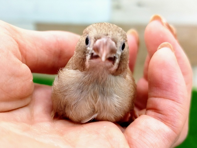 錦花鳥（キンカチョウ）