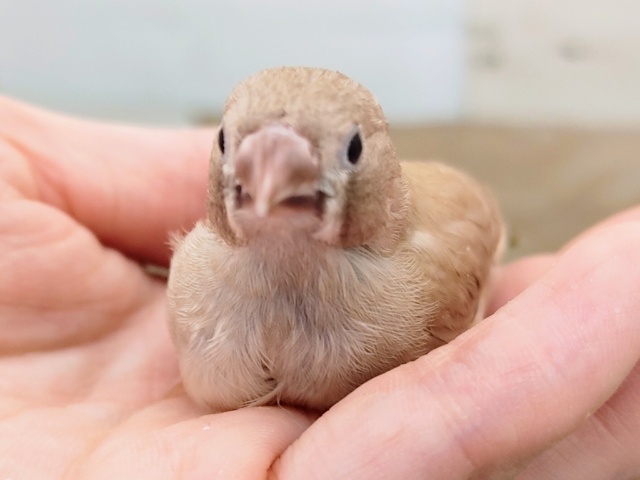 錦花鳥（キンカチョウ）