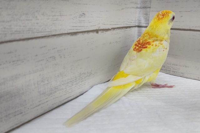 ビセイインコ（美声インコ）