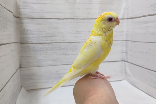 ビセイインコ（美声インコ）