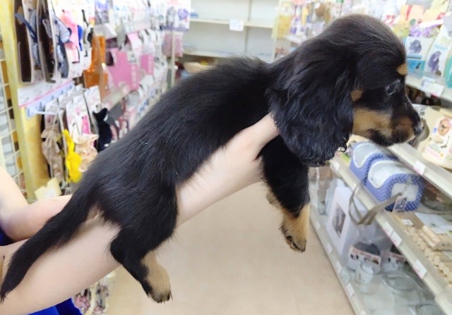 ミニチュアダックス