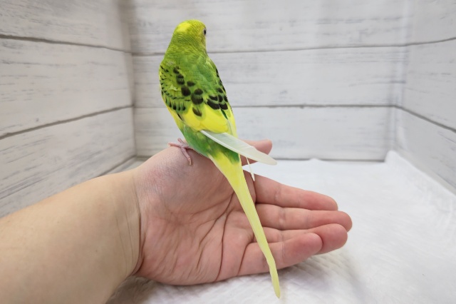 セキセイインコ