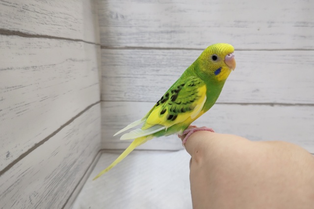 セキセイインコ