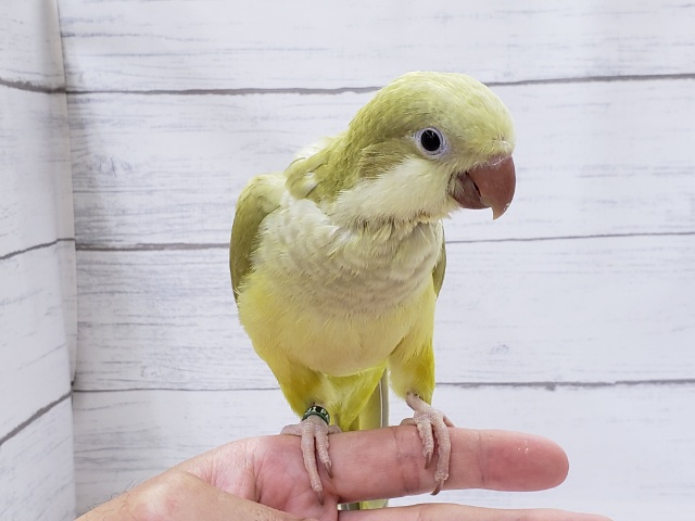 オキナインコ