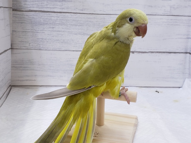 オキナインコ