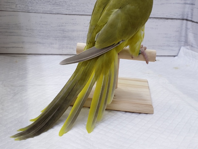 オキナインコ