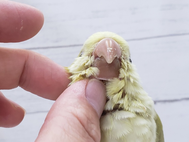 オキナインコ