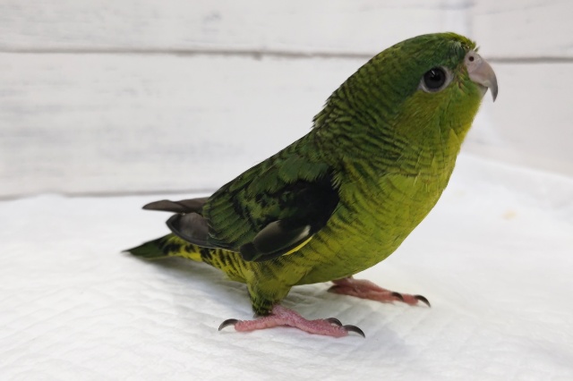 サザナミインコ