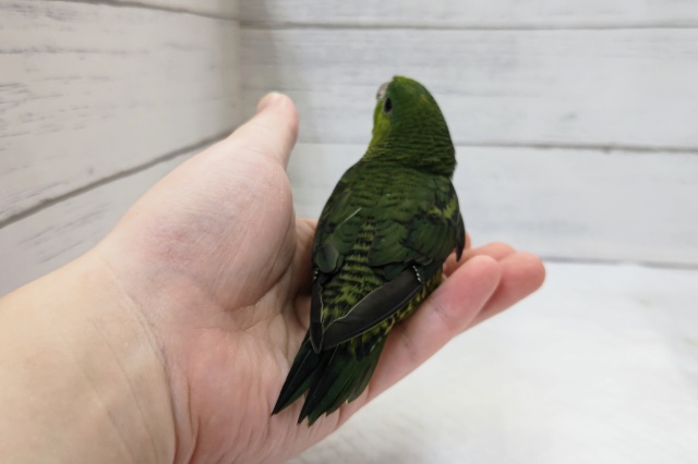 サザナミインコ