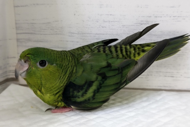 サザナミインコ