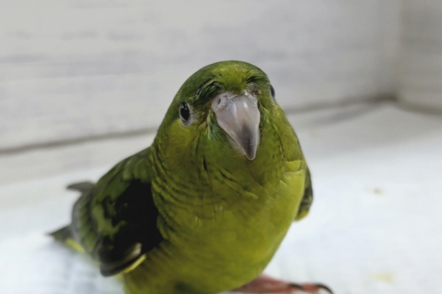 サザナミインコ