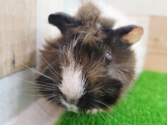 アビシニアンモルモット