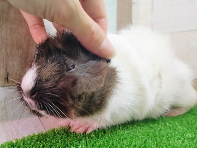 アビシニアンモルモット