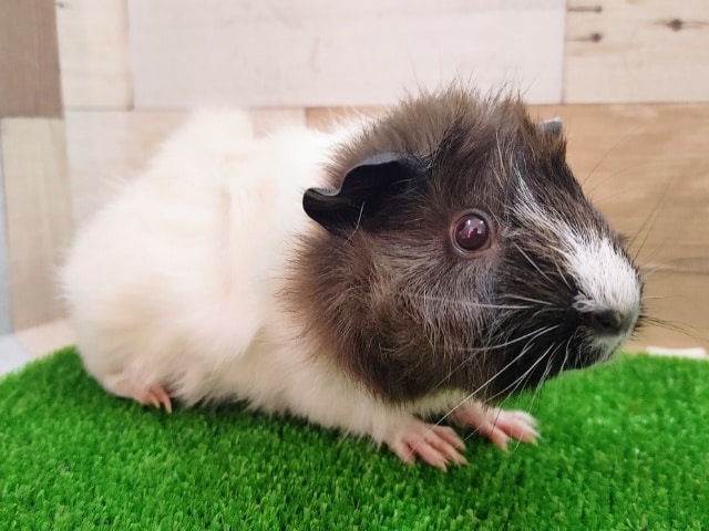 アビシニアンモルモット