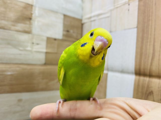 セキセイインコ