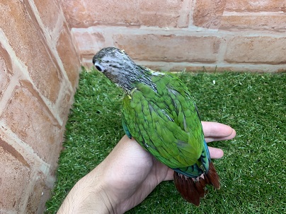 べたなれ♡ウロコインコがやってきた! ホオミドリウロコインコ