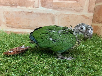 べたなれ♡ウロコインコがやってきた! ホオミドリウロコインコ