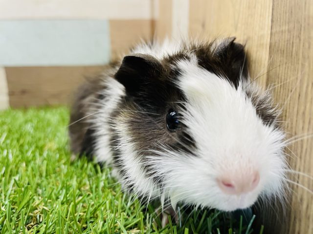 アビシニアンモルモット