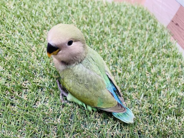 コザクラインコ（小桜インコ）