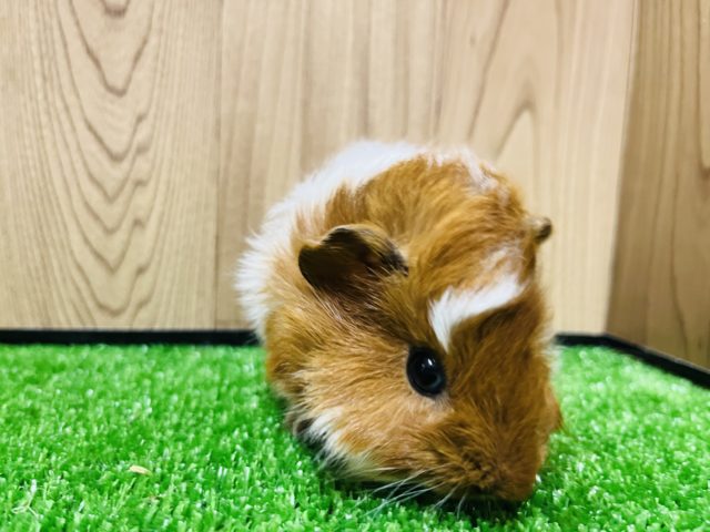 アビシニアンモルモット