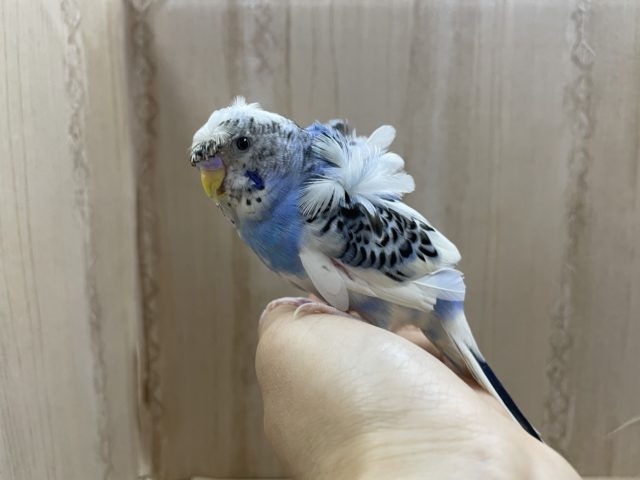羽衣セキセイインコ