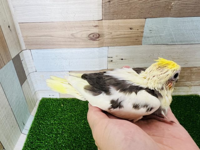世界に1羽のカラー?パイドオカメインコ☆ オカメインコ