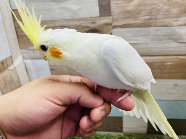 オカメインコ