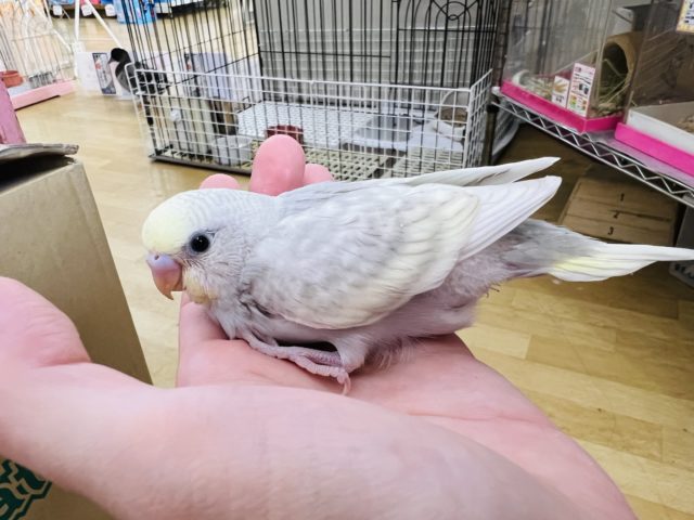 セキセイインコ