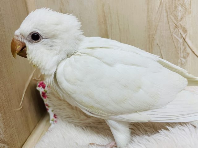 オキナインコ