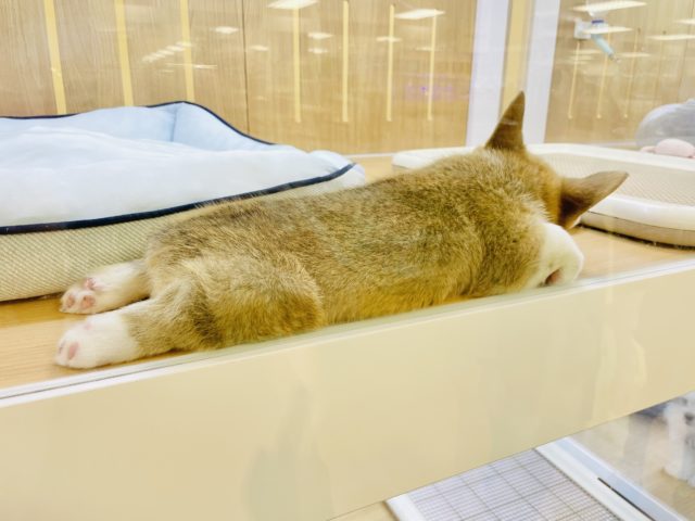 ウェルシュコーギー・ペンブローグ