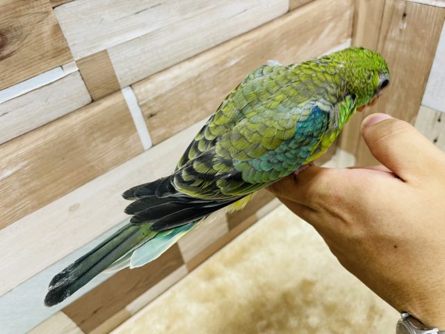 ビセイインコ（美声インコ）