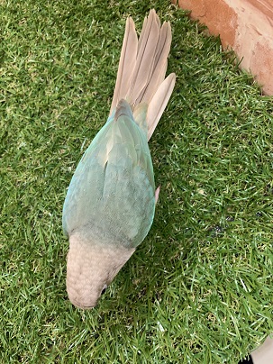 ホオミドリウロコインコ