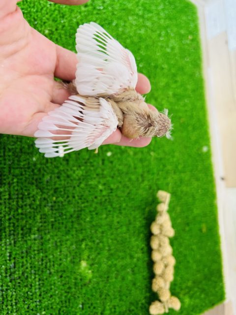 錦花鳥（キンカチョウ）