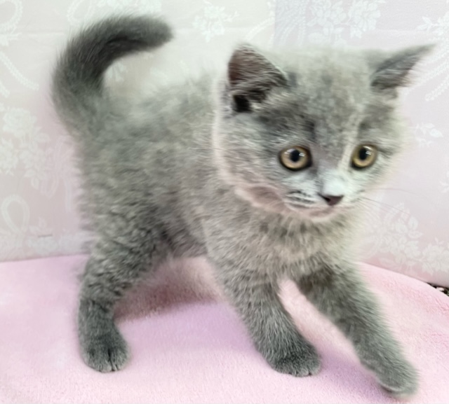 ブリティッシュショートヘア