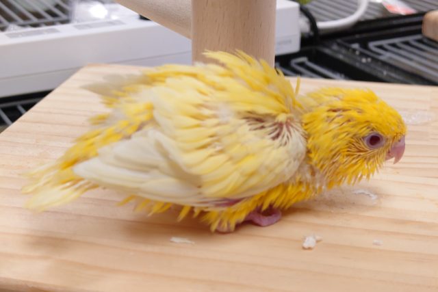 サザナミインコ